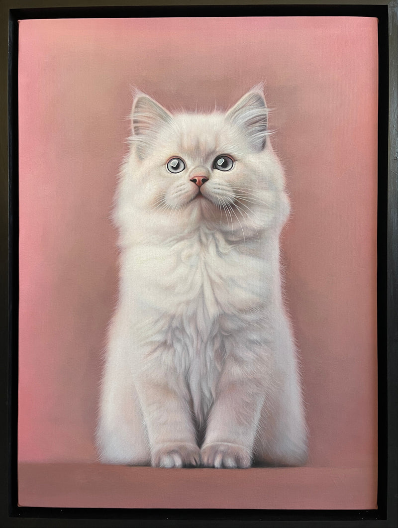 MEFREEK Seth Jennemann I Bought Him Toys But He Plays With A Ghost framed hyperreal oil painting of a white fluffy kitten sitting upright against a muted pink background, detailed fur texture, realistic animal portrait painting on canvas in a black frame