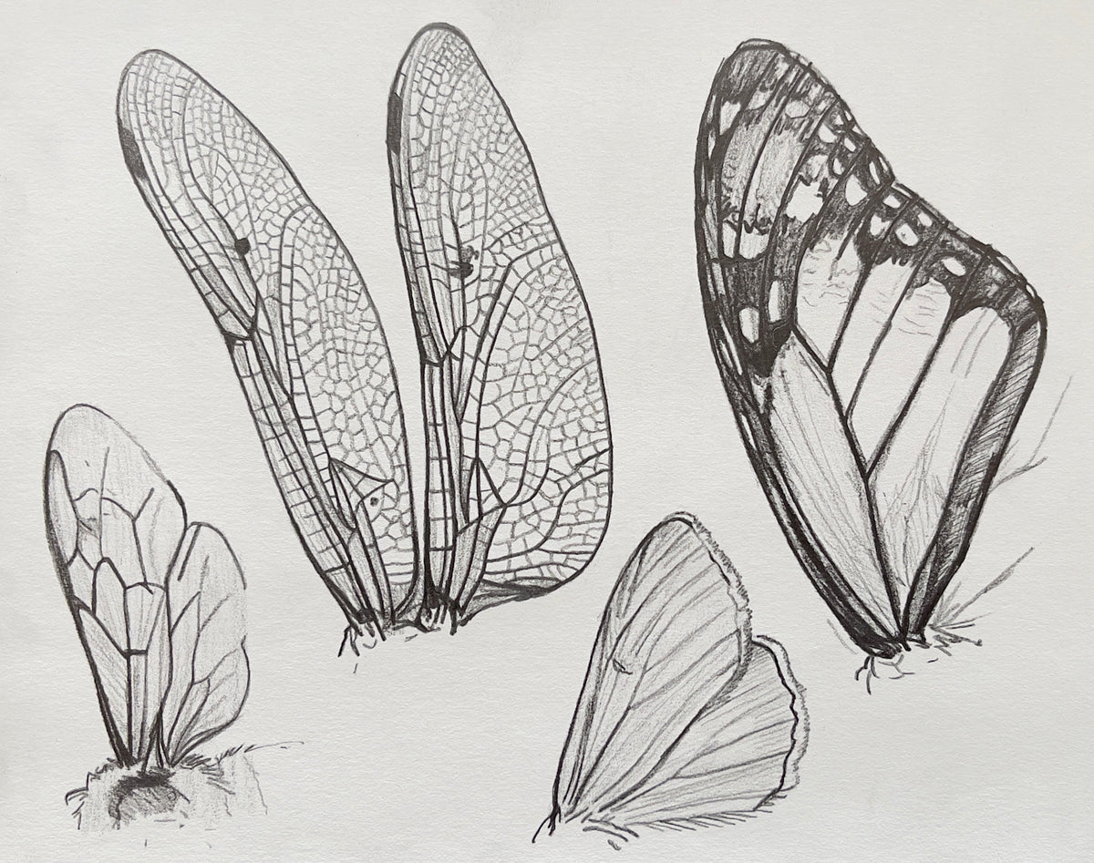 MEFREEK Seth Jennemann Graphite Pencil Drawing detailed insect wing studies showcasing intricate vein structures pattern repetition and delicate observational line work on textured paper