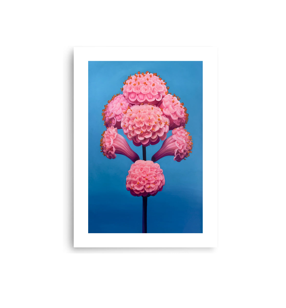 MEFREEK Seth Jennemann Open Edition Print surreal pink flower structure composed of dense, rounded blossoms branching symmetrically from a central stem, vivid hyper realistic painting with soft lighting and a rich blue backdrop creating strong visual contrast