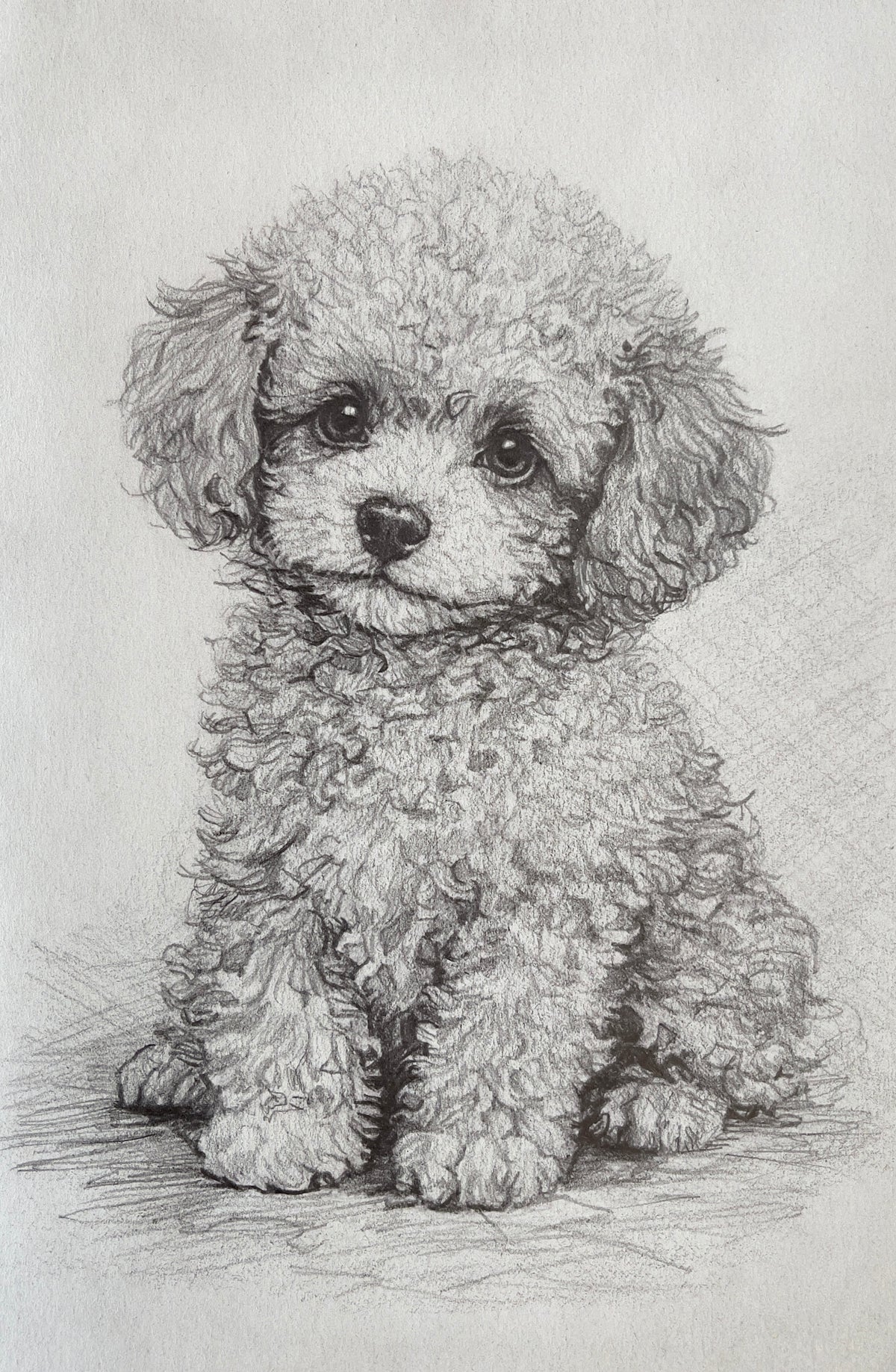 MEFREEK Seth Jennemann Detailed Pencil Drawing of a fluffy toy poodle puppy with curly textured fur, expressive eyes, and soft shading capturing delicate fur volume and realistic light on textured paper