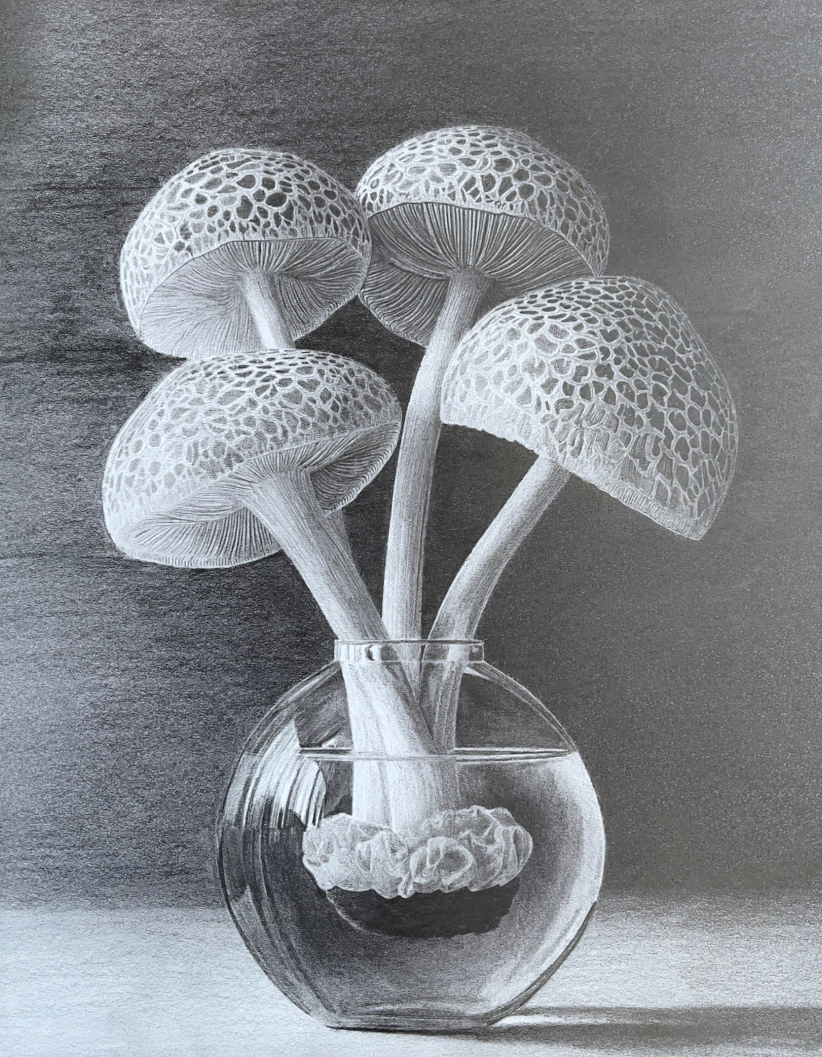 MEFREEK Seth Jennemann Graphite Pencil Drawing of a glass vessel holding detailed mushrooms with textured caps and visible gills, rendered in high-contrast grayscale with precise highlights, reflective surfaces, and intricate organic detail in a surreal still life composition